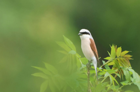 Avifauna in the Golf