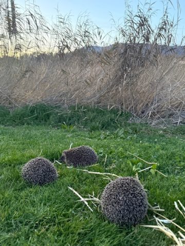 Three hedgehogs join our trail thanks to a new ecological partnership - Open Golf Club